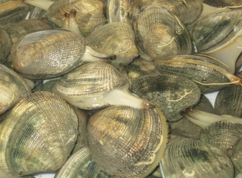 Fat clam