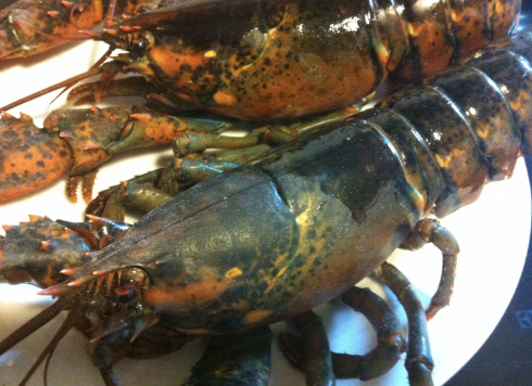 Bogavante Kanada