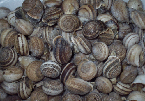 Caracoles