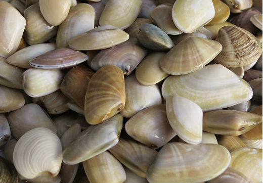 Coquinas