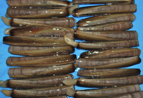 Bambini
