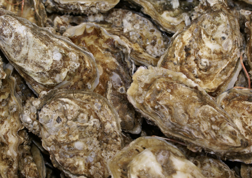 Ostrygi francuskie
