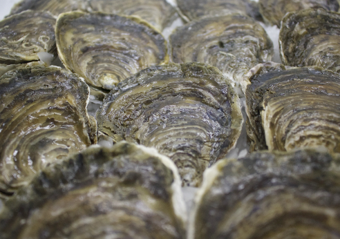 Ostra Gallega