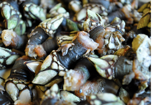 Percebes