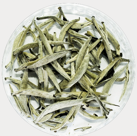 Biała herbata Aguja (Silver Needle)
